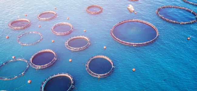 Vista aérea de jaulas de acuicultura flotantes en el agua, con boyas visibles, creando un entorno de cultivo para peces